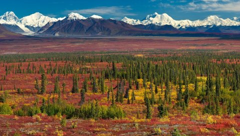 деревья, трава, природа, летние