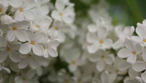 цветы, маленькое, белое, размытость