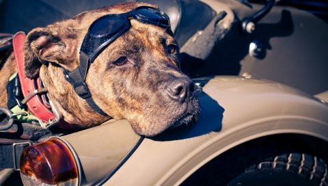 собака, взгляд, Amstaff , очки