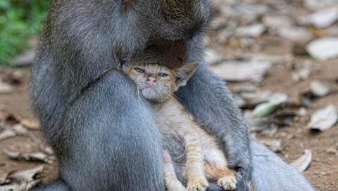 обезьяны, кошки, объятия, заботливого