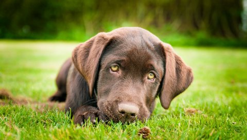 собака, ложь, взгляд, грусть, трава