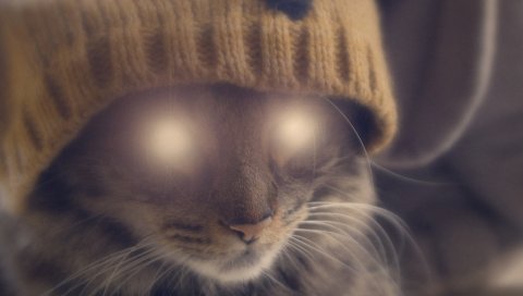 кошка, лицо, шляпа, глаза, свечение