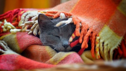 кошка, морда, плед, серые