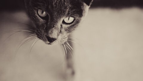 кошка, глаз, лицо, серые