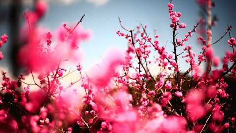 цветы, небо, природа, красивые, растения