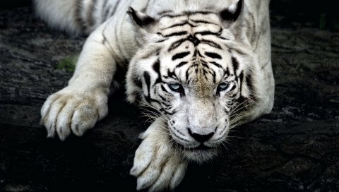 тигр, альбинос, ложь, морда