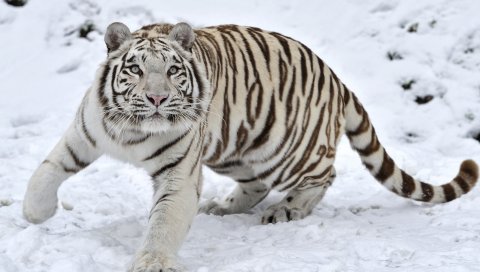 тигр, альбинос, снег, зимние