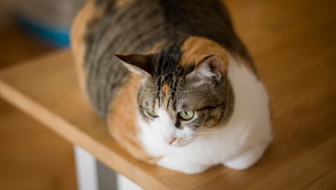 кот, полосатый, пятнистый, лежа