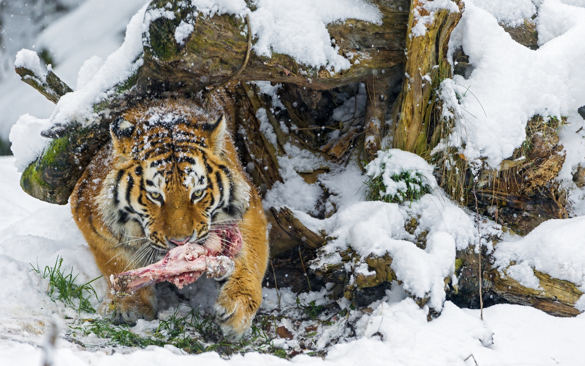 Картинки тигр, снег, мясо, продукты питания, добыча фото и обои на рабочий стол