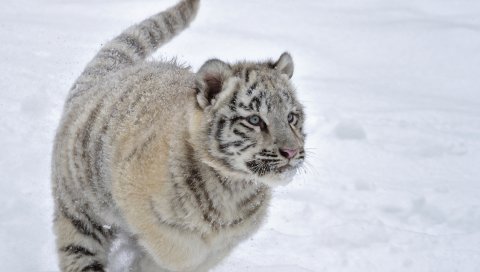 тигр, снег, альбинос , зима, бежать