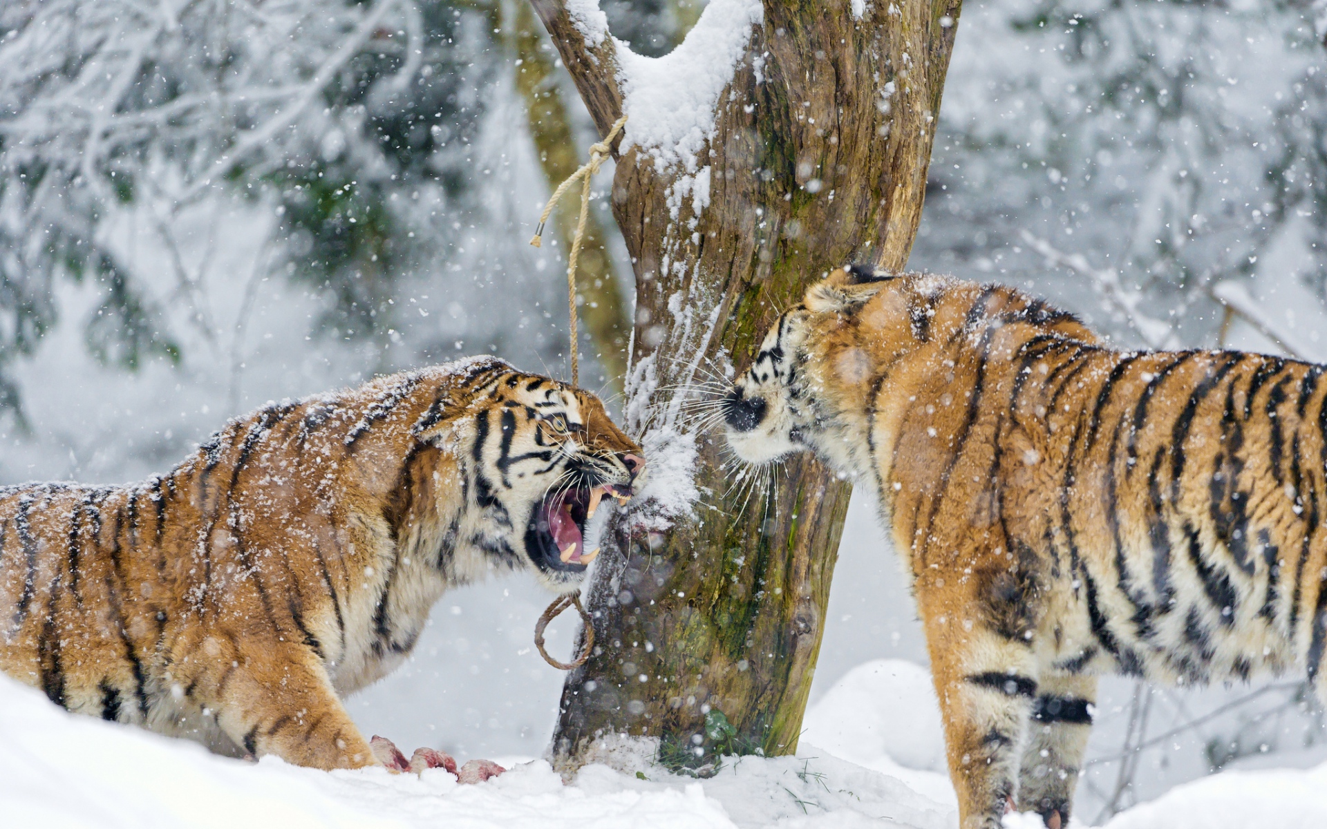 Картинки тигры, пара, снег, агрессия, борьба фото и обои на рабочий стол