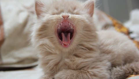 котенка, зевоту, морды