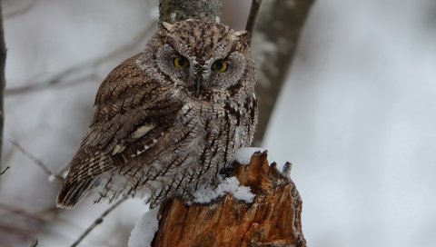 хищник, птица, сова, снежные