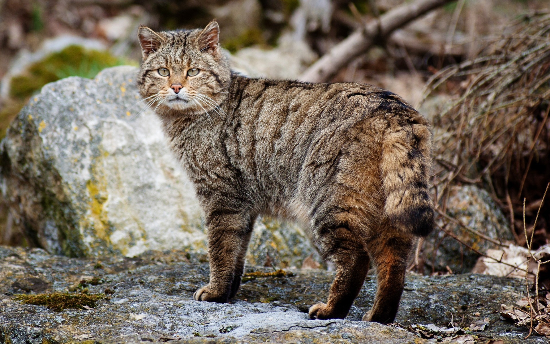 Картинки кот, полосатый кот, ходить, камни фото и обои на рабочий стол
