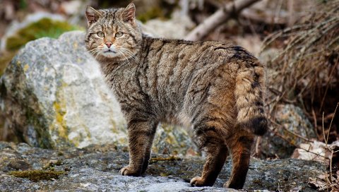кот, полосатый кот, ходить, камни