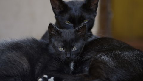 черные кошки, семья, котенок, посмотрите