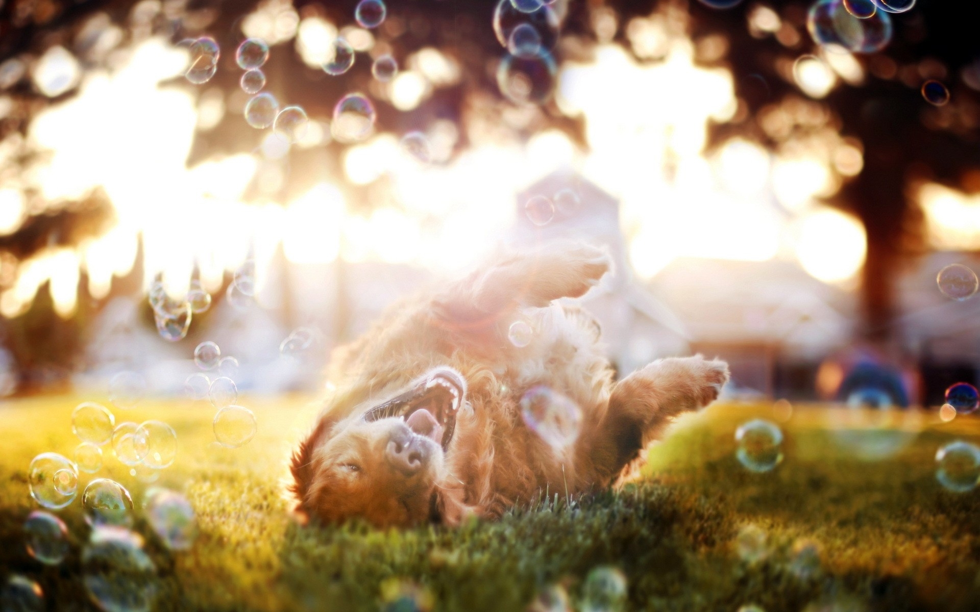 Картинки собака, пузыри, игривая, солнце фото и обои на рабочий стол