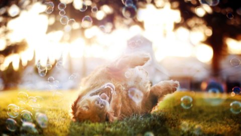 собака, пузыри, игривая, солнце