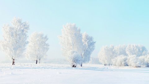 деревья, иней,снег, зимние
