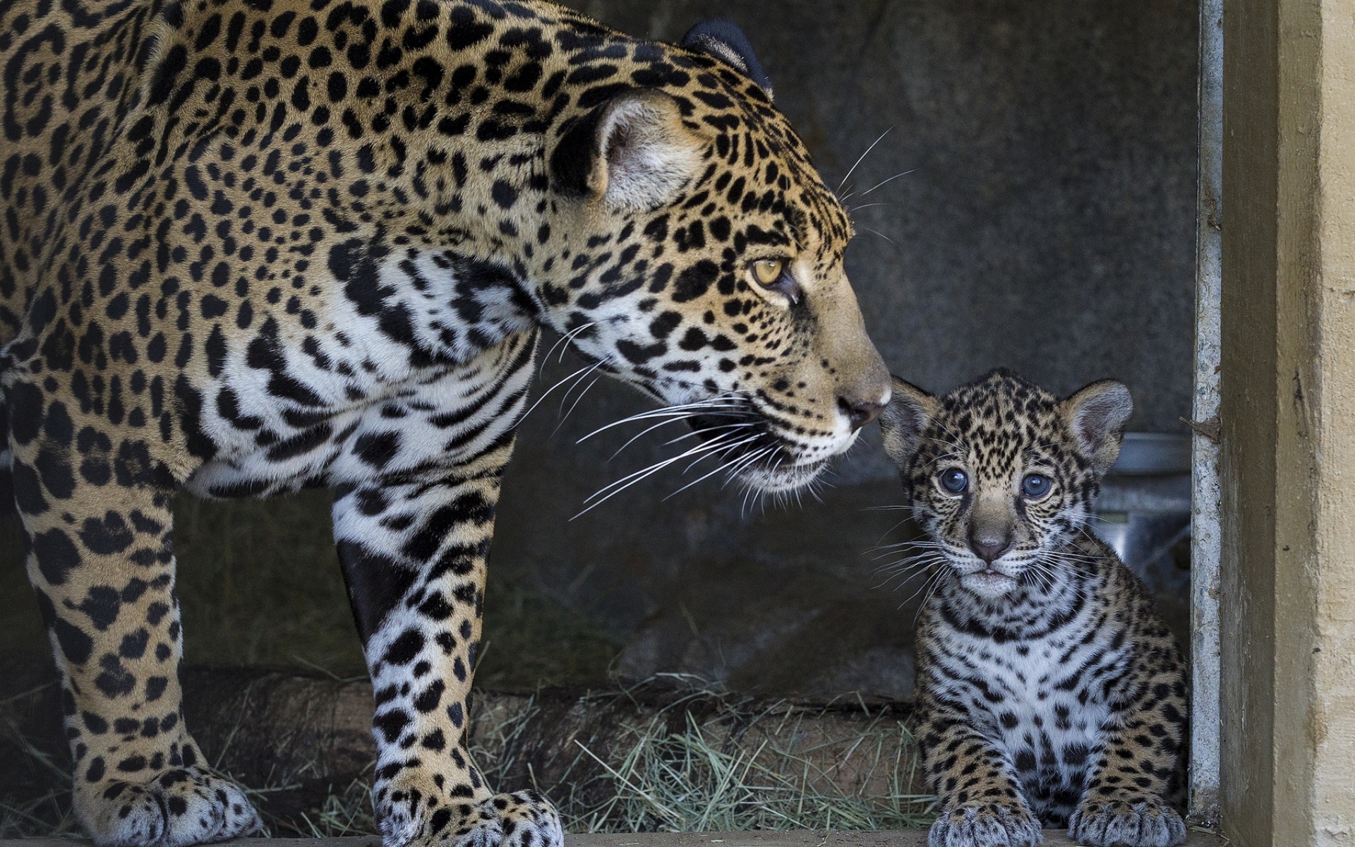 Разрешила сыну полизать. Переднеазиатский леопард детеныш. Пятнистый Ягуар. Ягуар самка. Ягуар животное.
