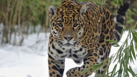 ягуар, снег, большая кошка,ходить