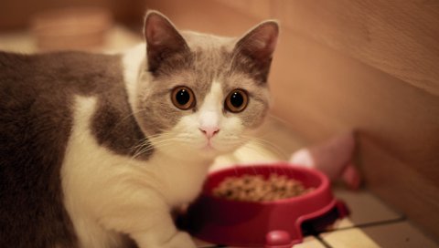 кошка, морда, глаза, миска, еда