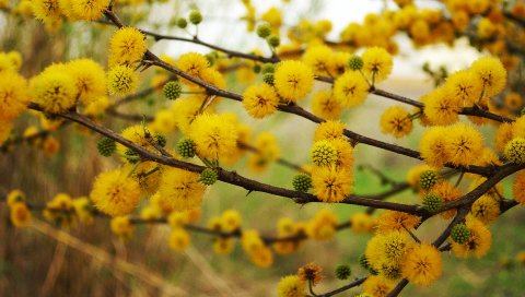 веточки , фрукты, природа