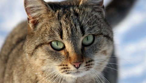 кошка, морда, глаза, полосатые
