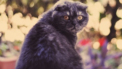 кошка, осмотревшись, заметил