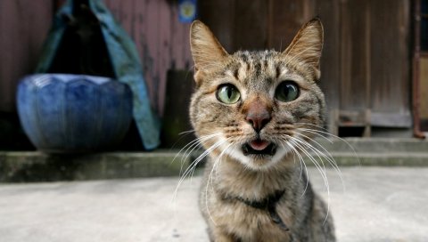 кот, морда, глаза, лицо