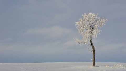коробка, дерево, зима
