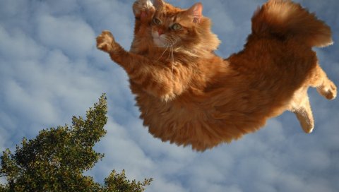 кот, небо, полет, пушистый