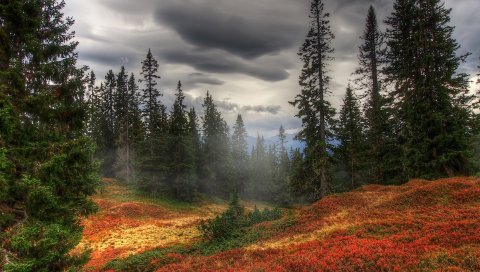 осень, туман, деревья, Форест