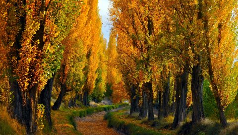 осень, природа, пейзаж