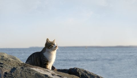 кошки, море, небо, скалы, сидеть, смотреть