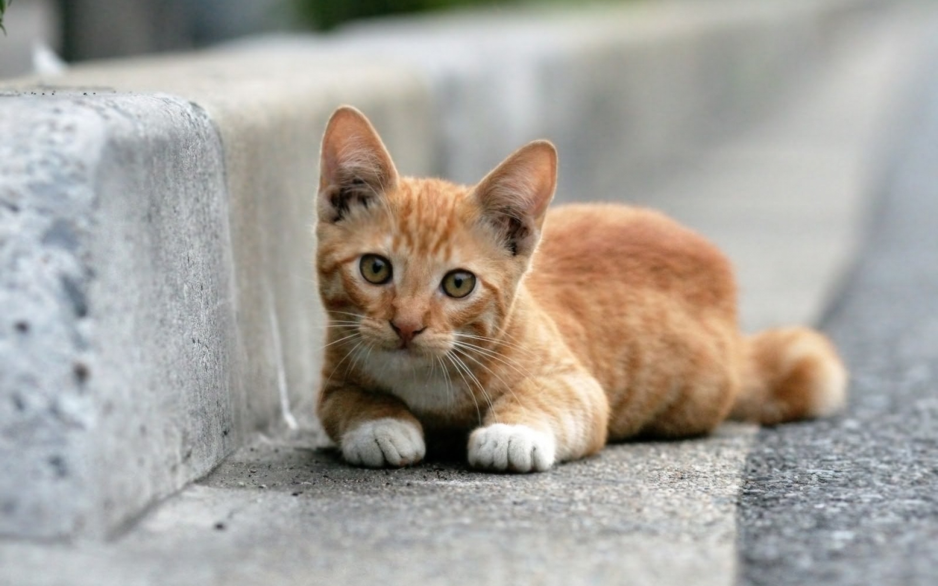 Картинки кошка, лежа, смотреть на фото и обои на рабочий стол
