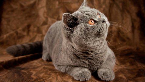 кот, британец, взгляд, серые, толстое