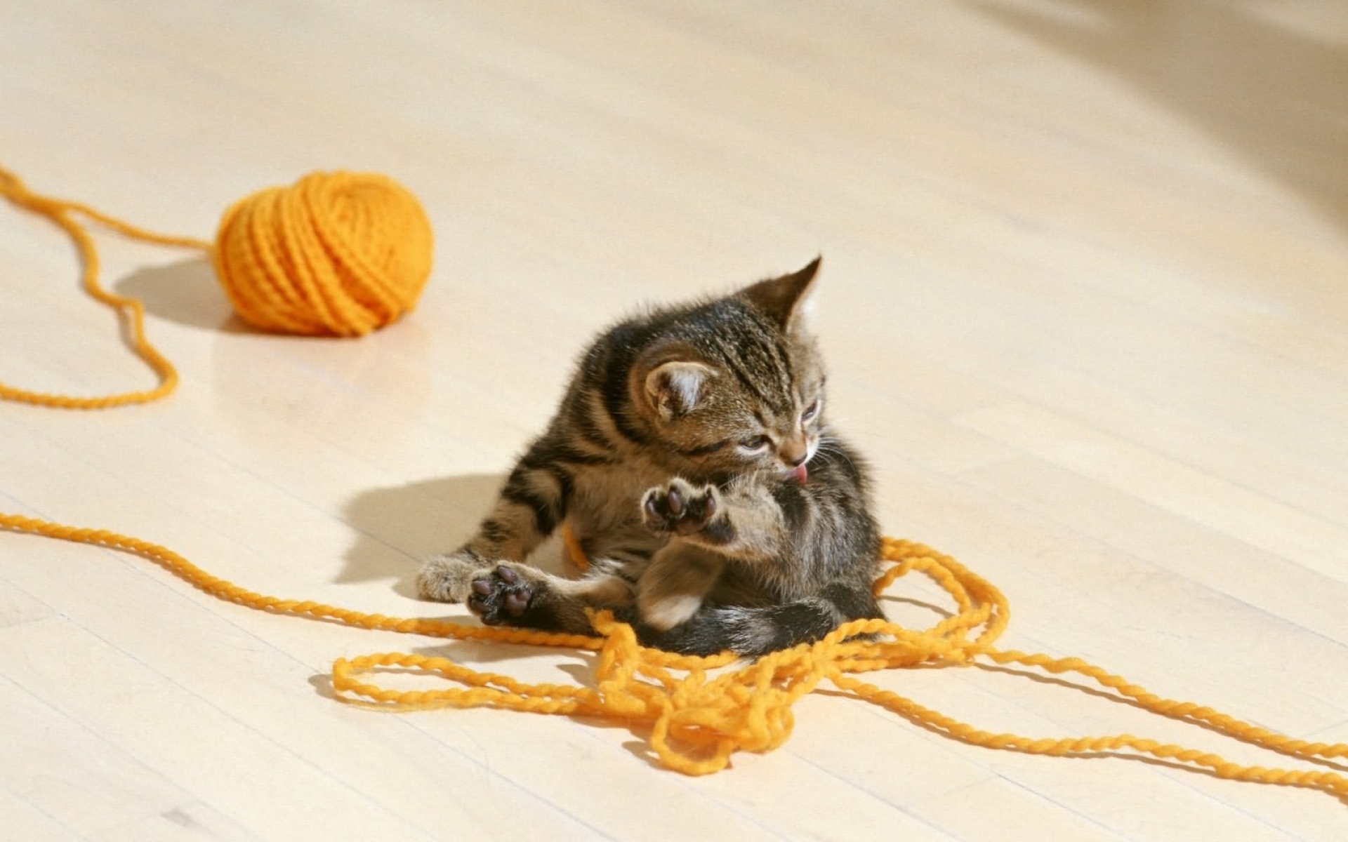 Картинки котенка, нить, игривые, лизать, губы фото и обои на рабочий стол