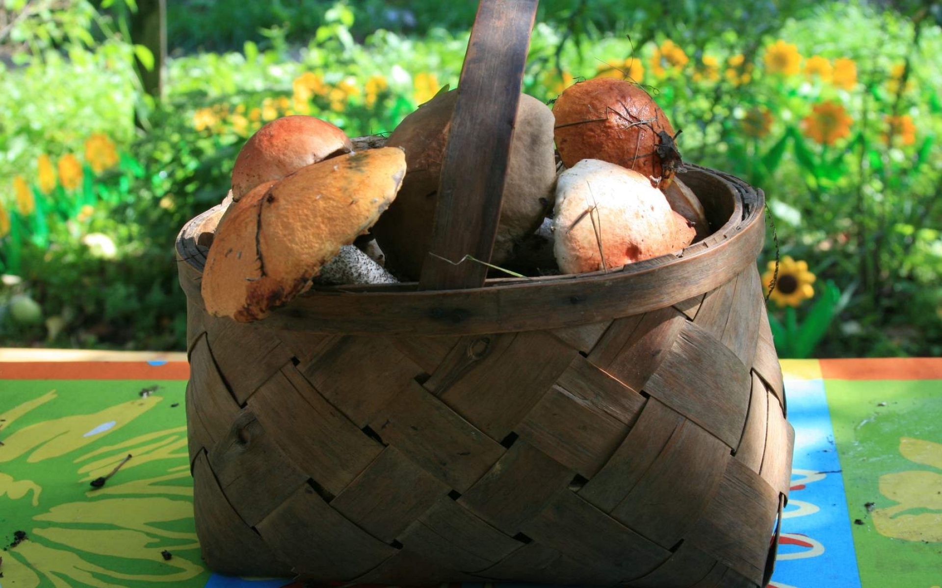 Картинки грибы, корзина, природа фото и обои на рабочий стол