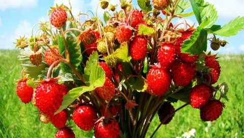 ягоды, вкусная, листы