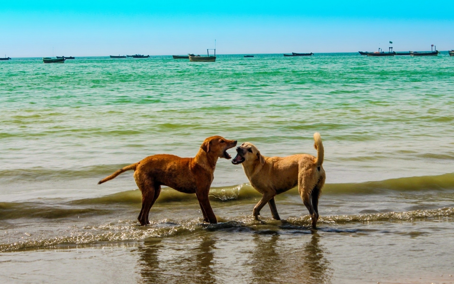 Картинки собак, море, игривая, небо, лето фото и обои на рабочий стол