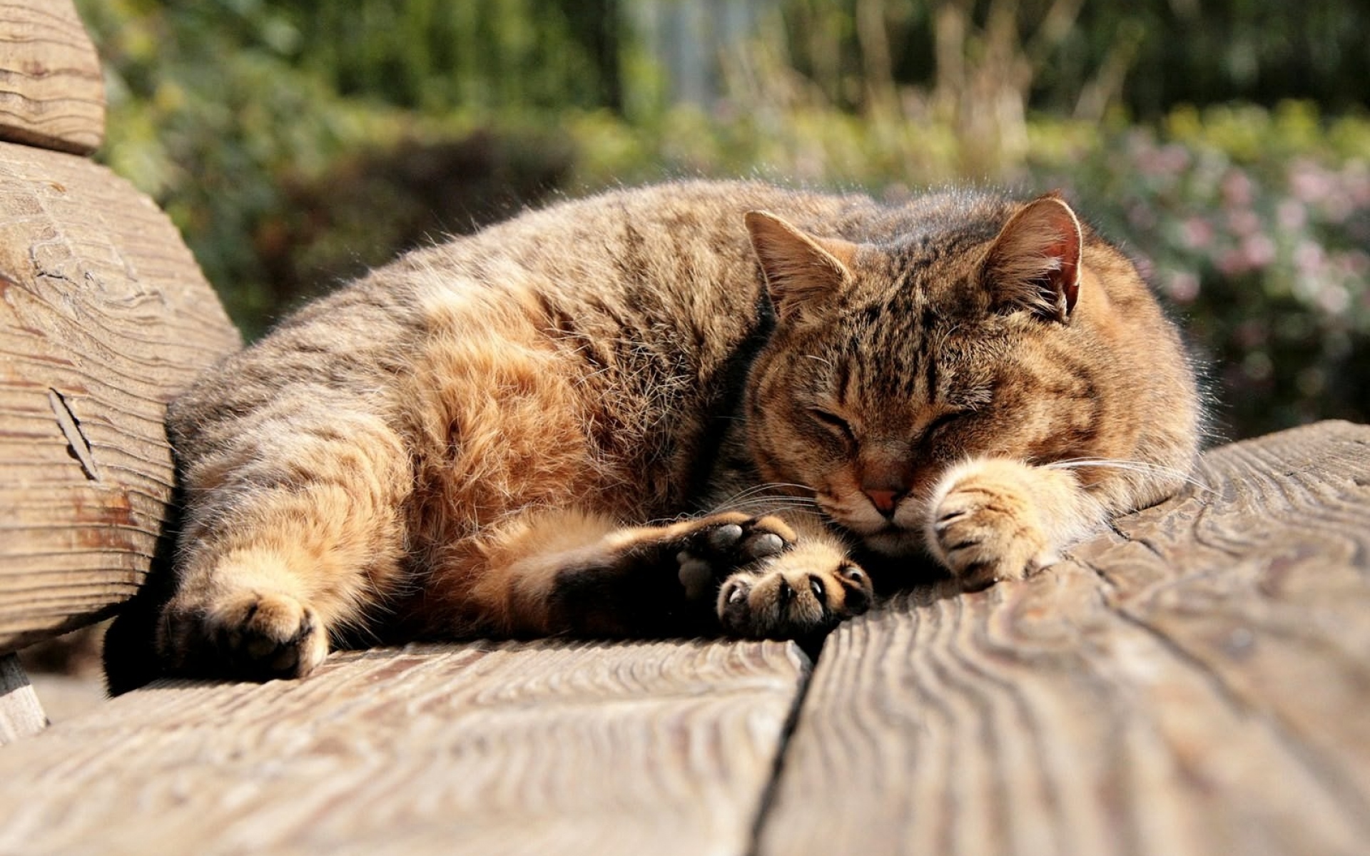 Дикие кошки сон. Котик лежит. Лежачий кот. Кот лежит на лавке.