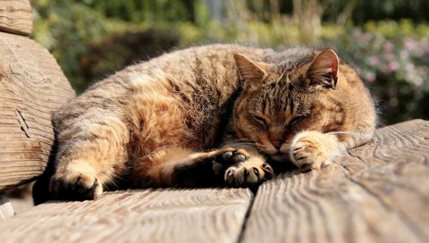 кошка, жир, ложь