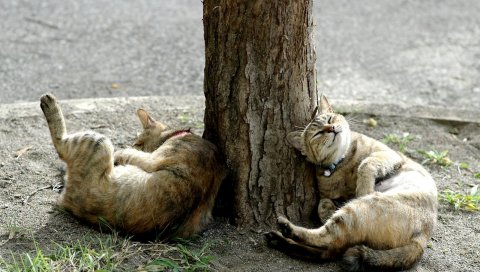 кошка, дерево, лягте