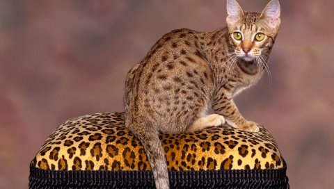 кошки, сидя, пятнистая