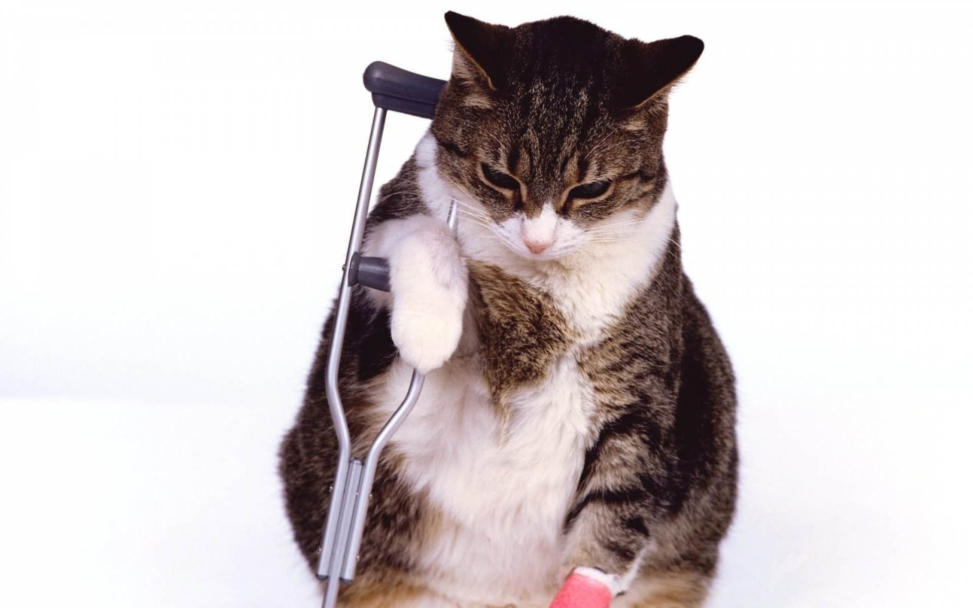 Картинки кот, костыли, ноги, раненый фото и обои на рабочий стол