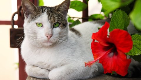 кошки, лежа, цветок, гибискус , красная