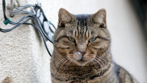 кошка, морда, толстые