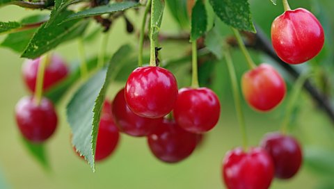 вишня, ягоды, ветка, спелая