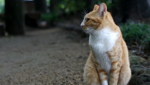 кошки, ходить, сидеть, пятнистый